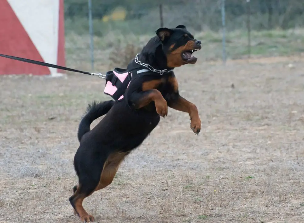 Rottweiler