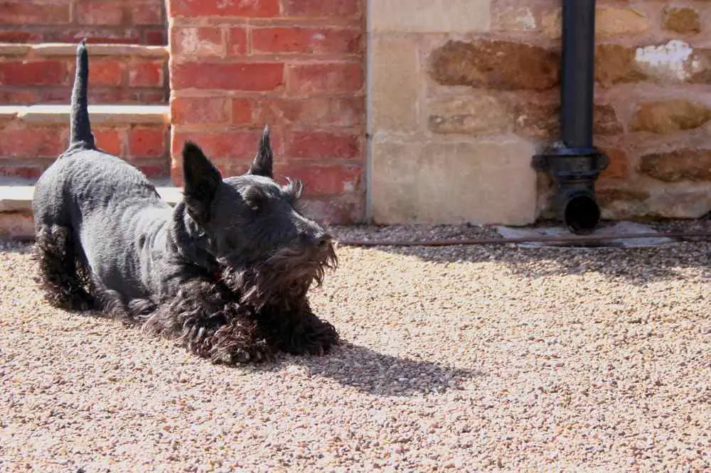 Scottish Terrier