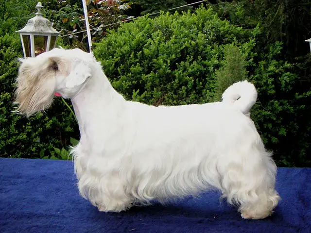 Sealyham Terrier