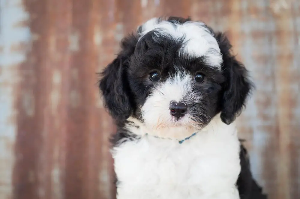 Sheepadoodle