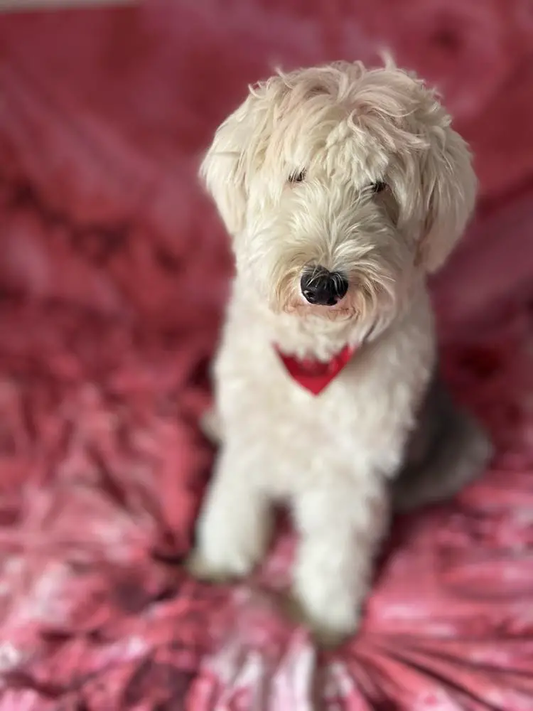 Sheepadoodle