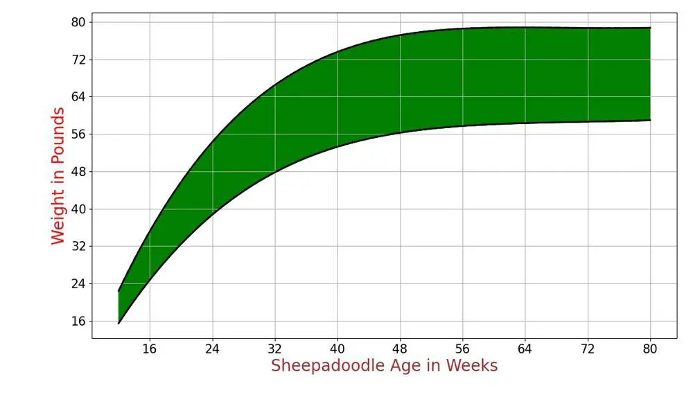 sheepadoodle