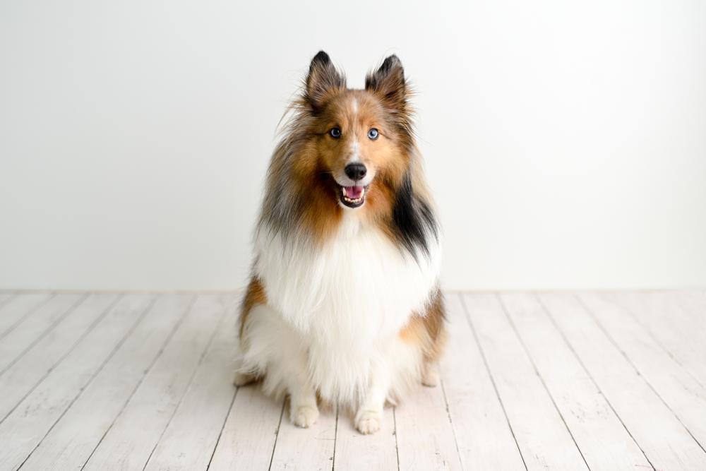 Shetland Sheepdog