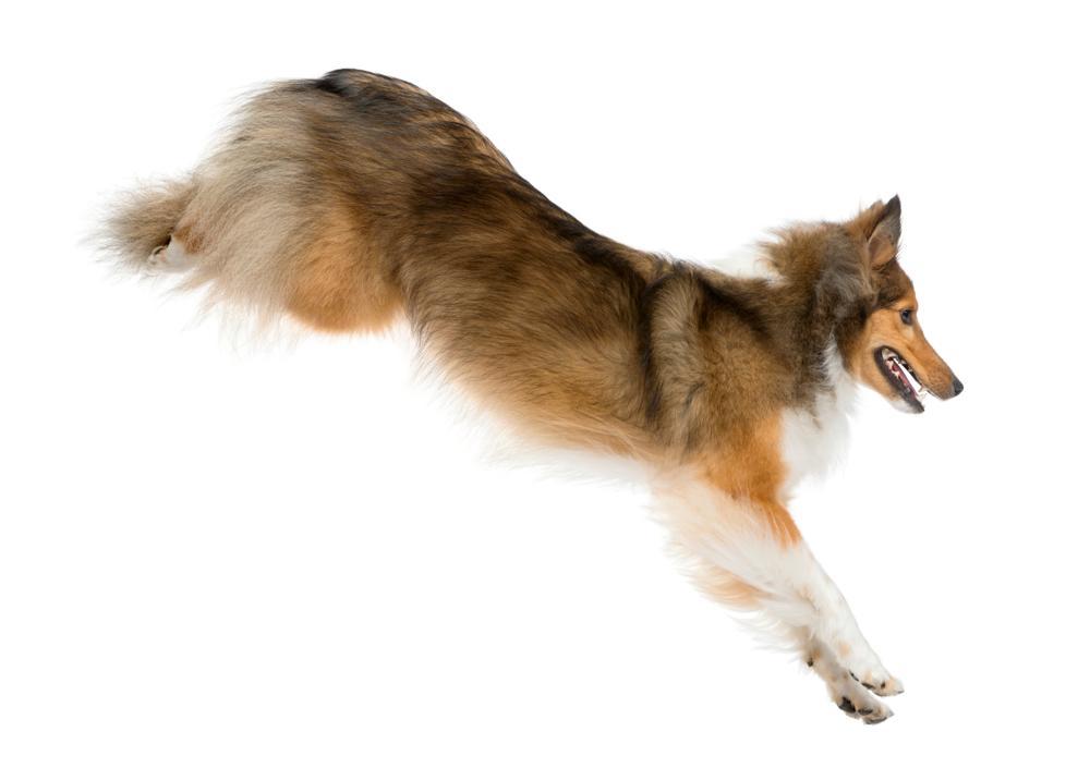 Shetland Sheepdog