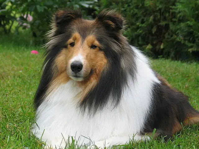 Shetland Sheepdog