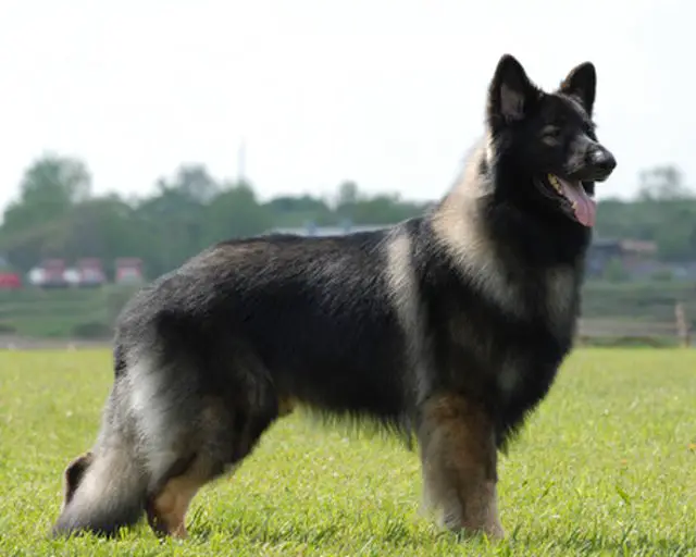 Shiloh Shepherd