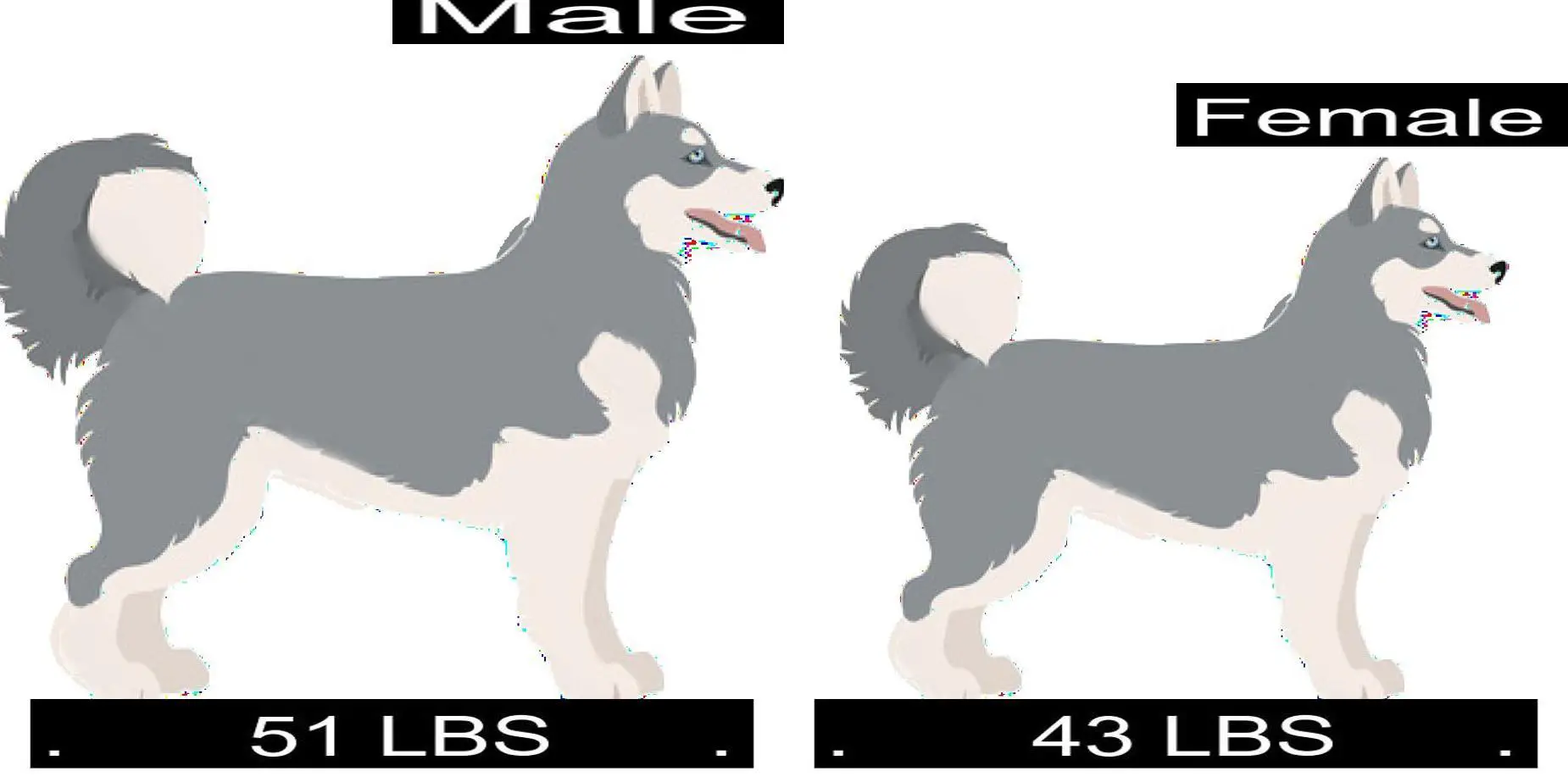 Husky Weight Chart Kg