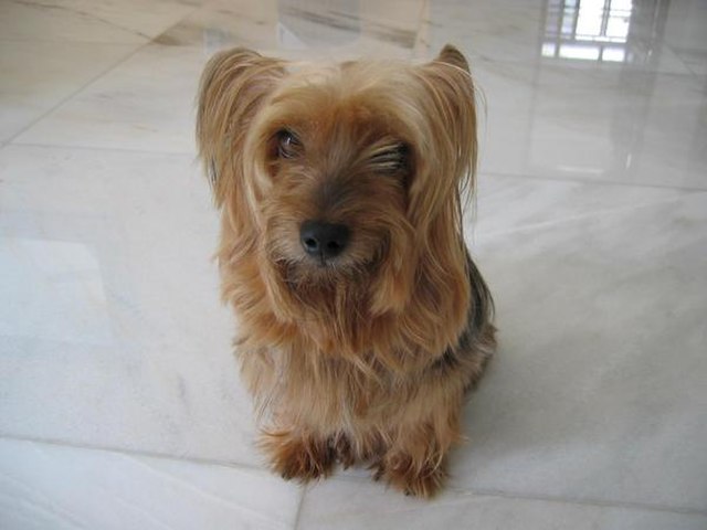 Silky Terrier