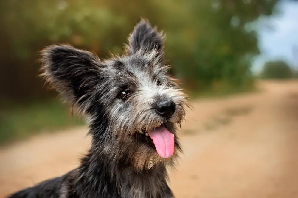 Skye Terrier