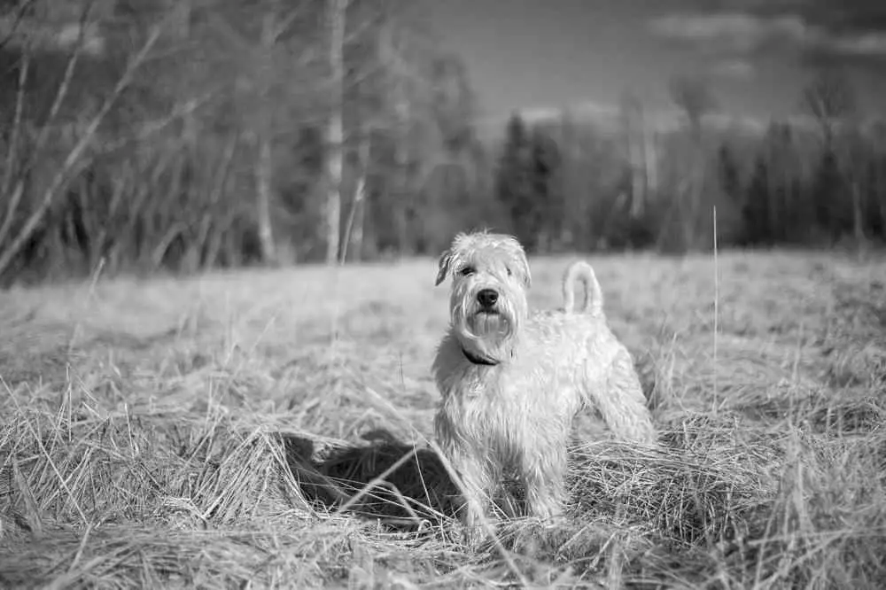 Soft Coated Wheaten Terrier