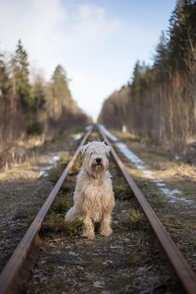 Soft Coated Wheaten Terrier