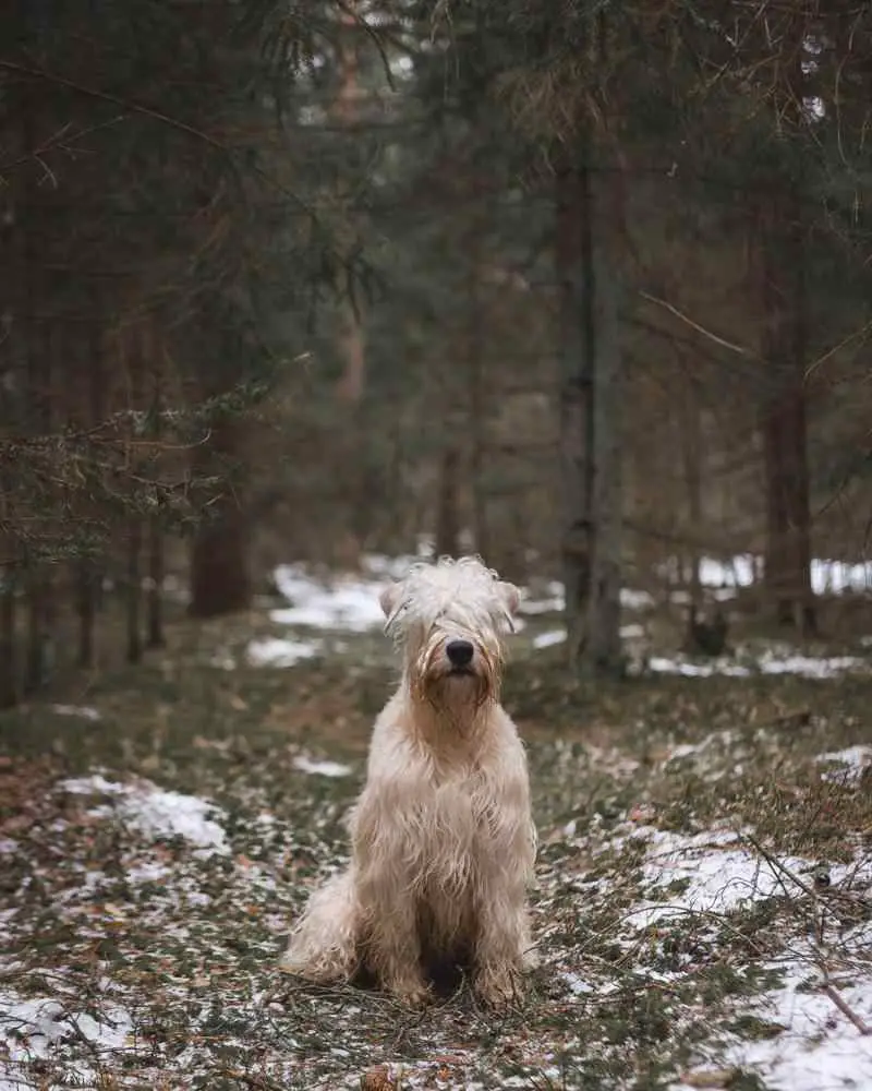 Soft Coated Wheaten Terrier