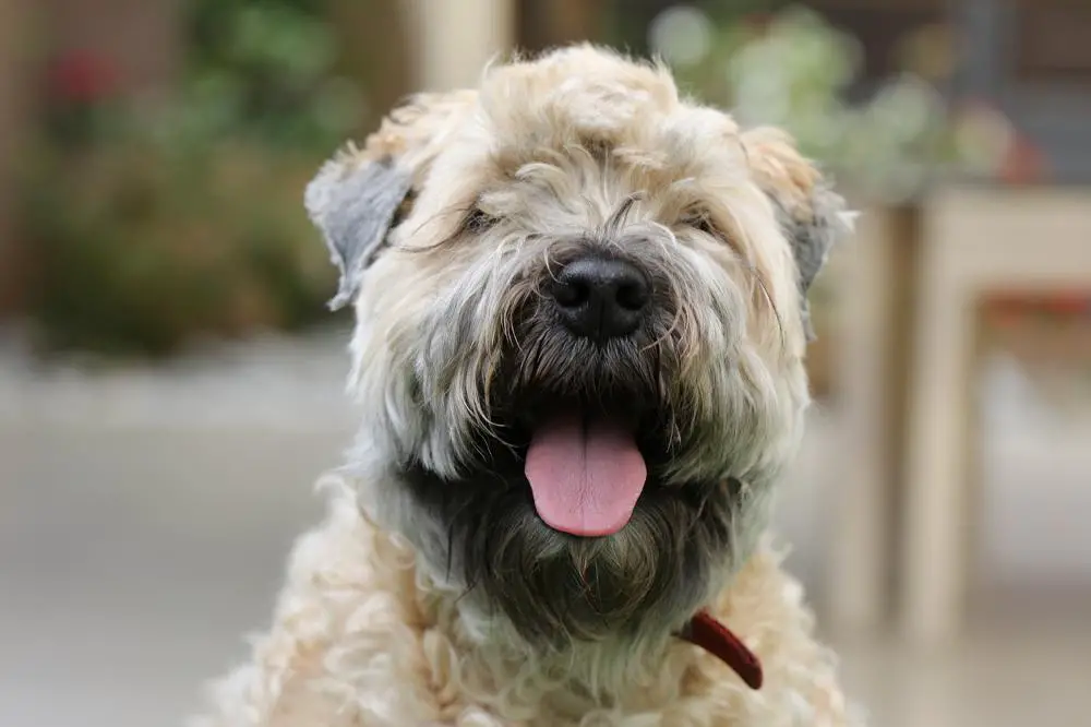 Soft Coated Wheaten Terrier