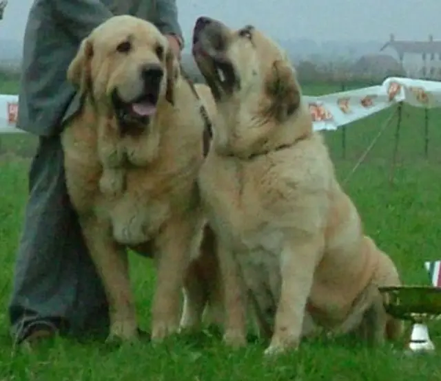 Spanish Mastiff