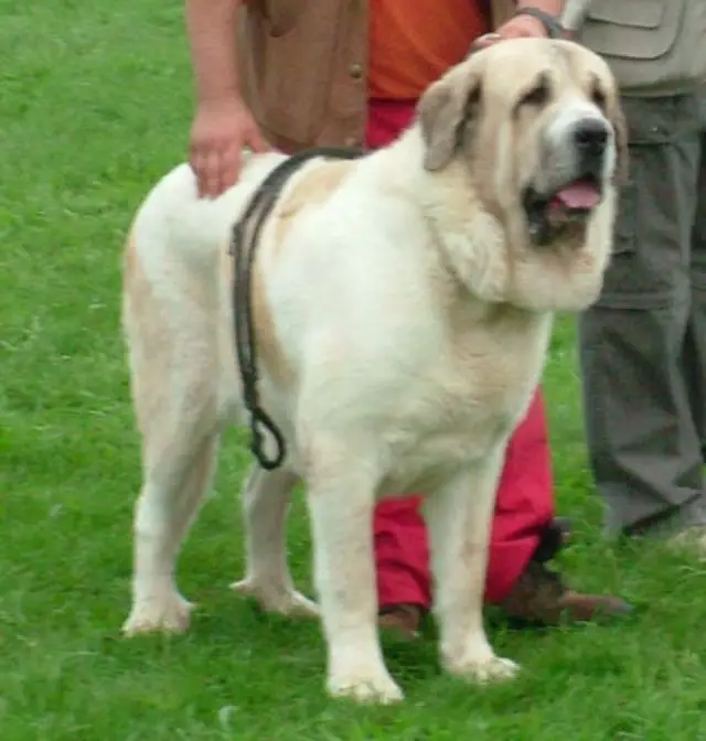 Spanish Mastiff