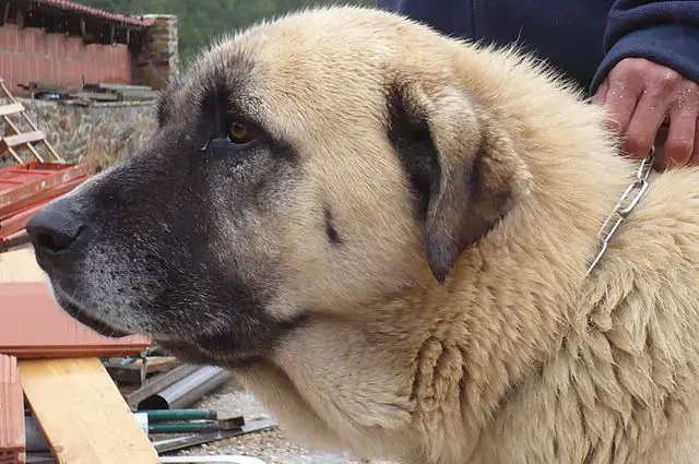 Spanish Mastiff