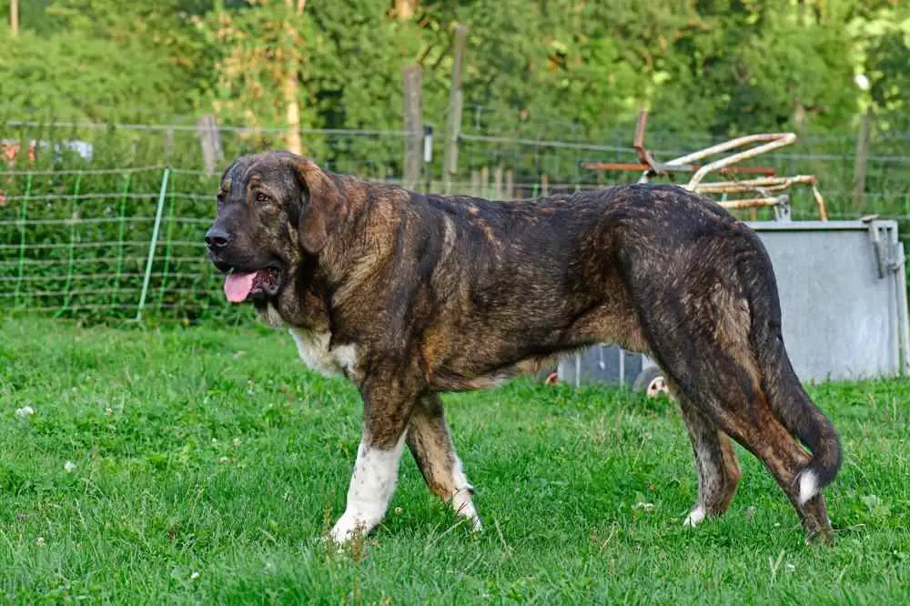 Spanish Mastiff