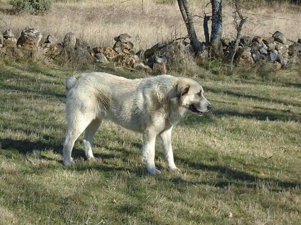 Spanish Mastiff