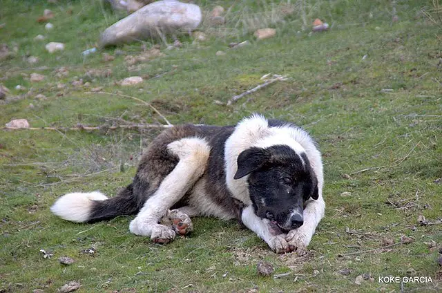 Spanish Mastiff