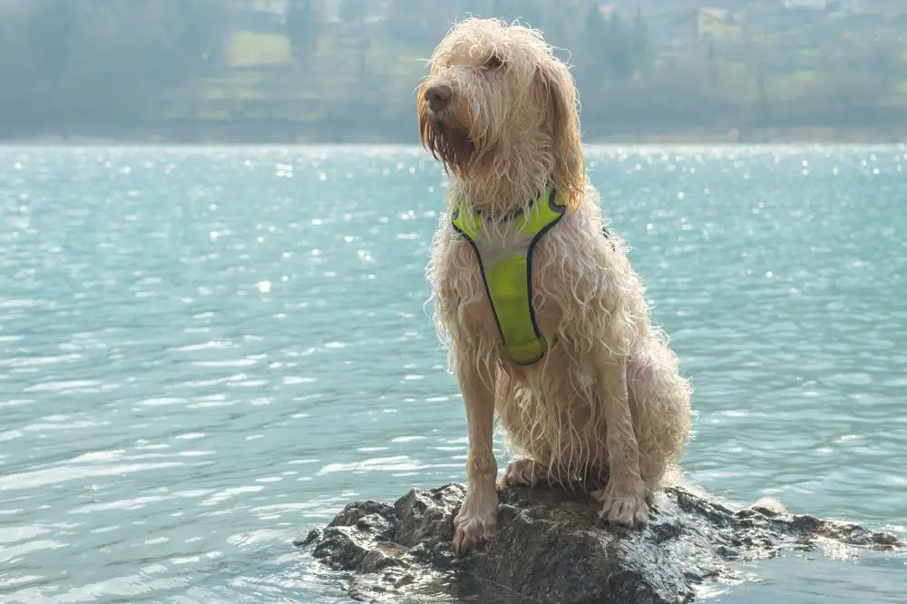 Spinone Italiano