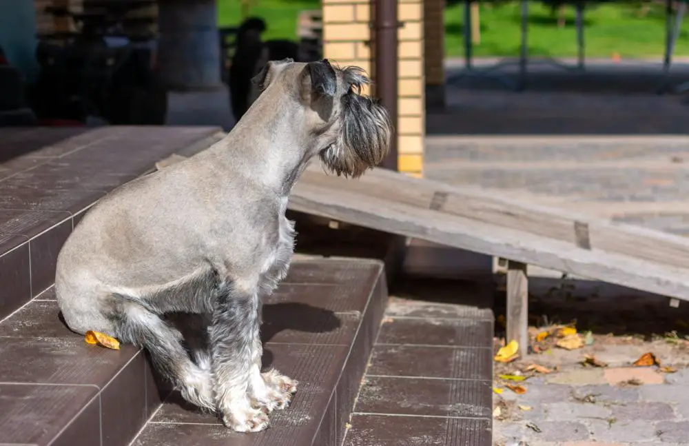 Standard Schnauzer