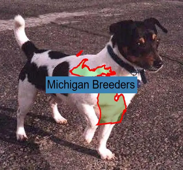 teddy roosevelt terrier breeders