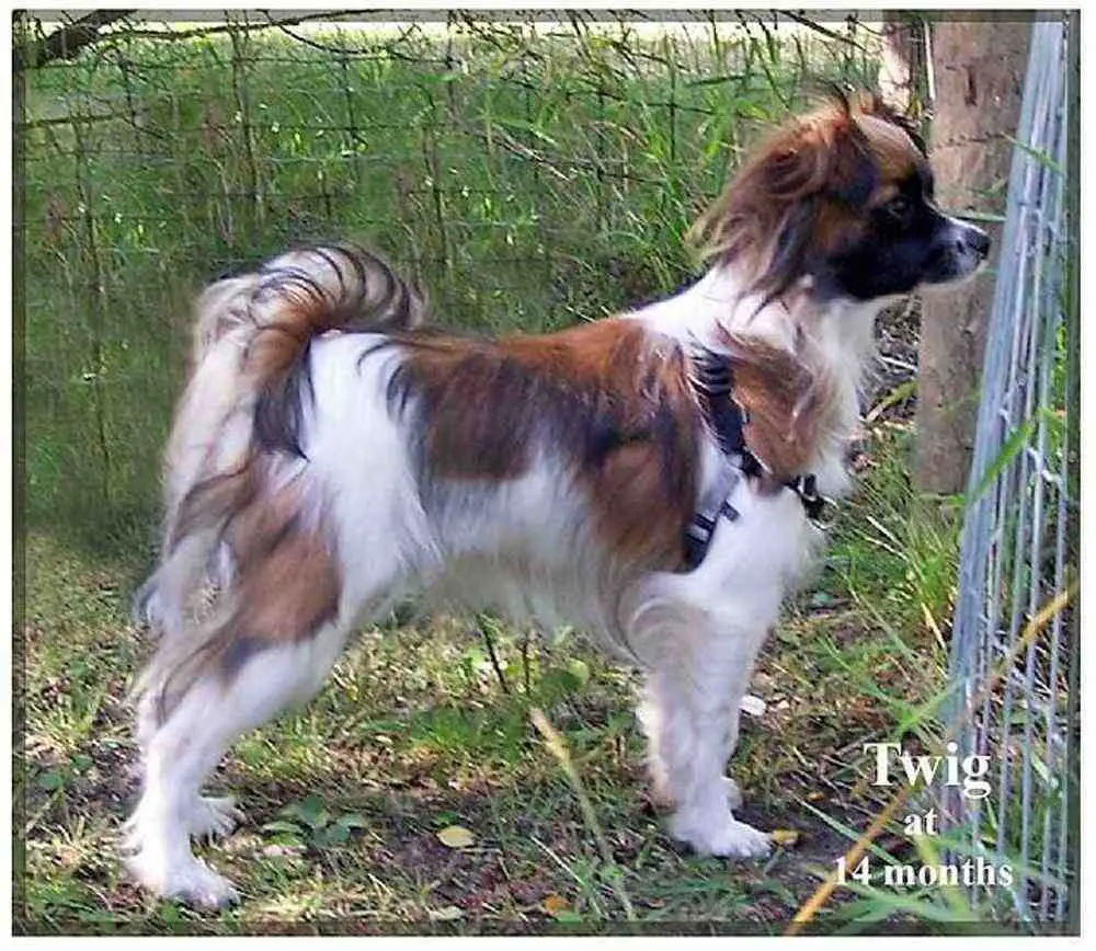 Tibetan Spaniel