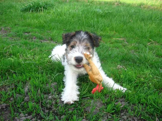 Toy Fox Terrier