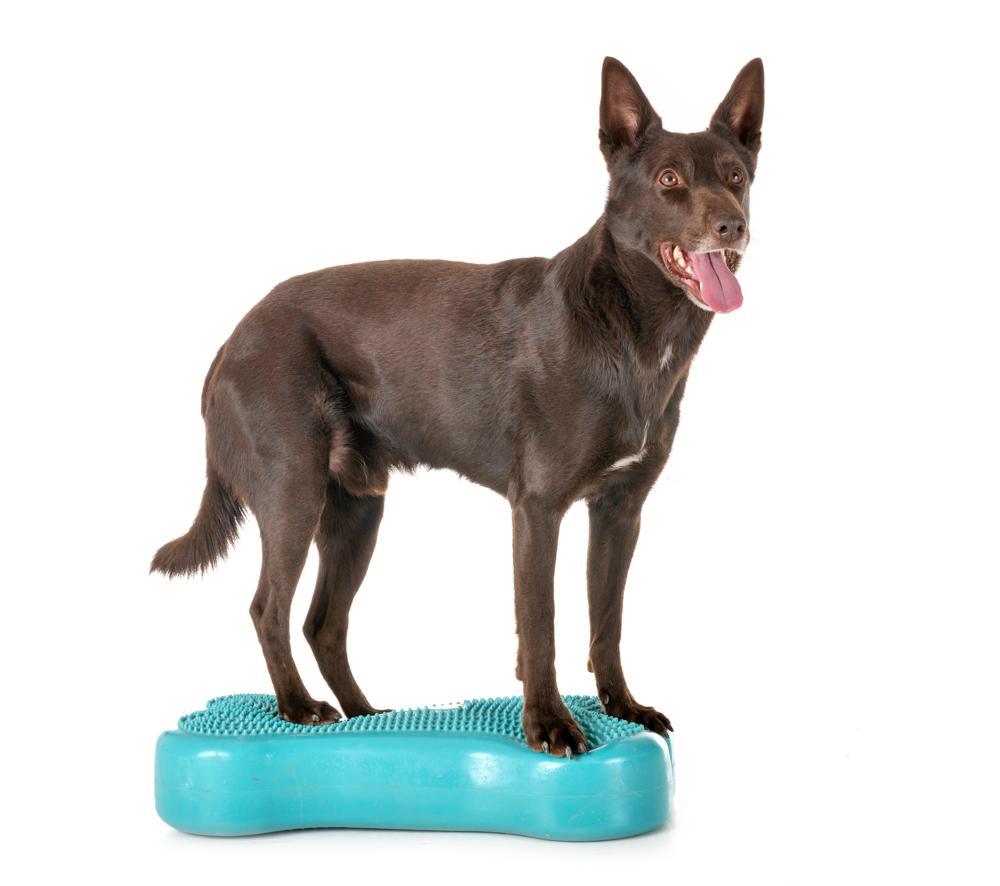 How to Travel with Australian Kelpie on an Airplane (Travel Crate Size