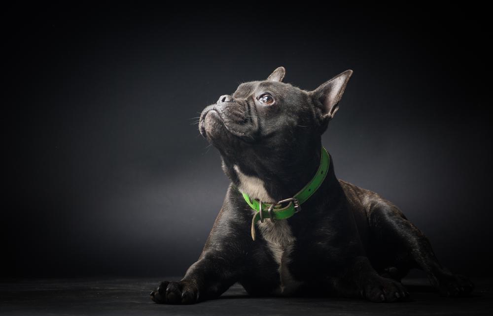 Can you Fly with French Bulldog on an Airplane?
