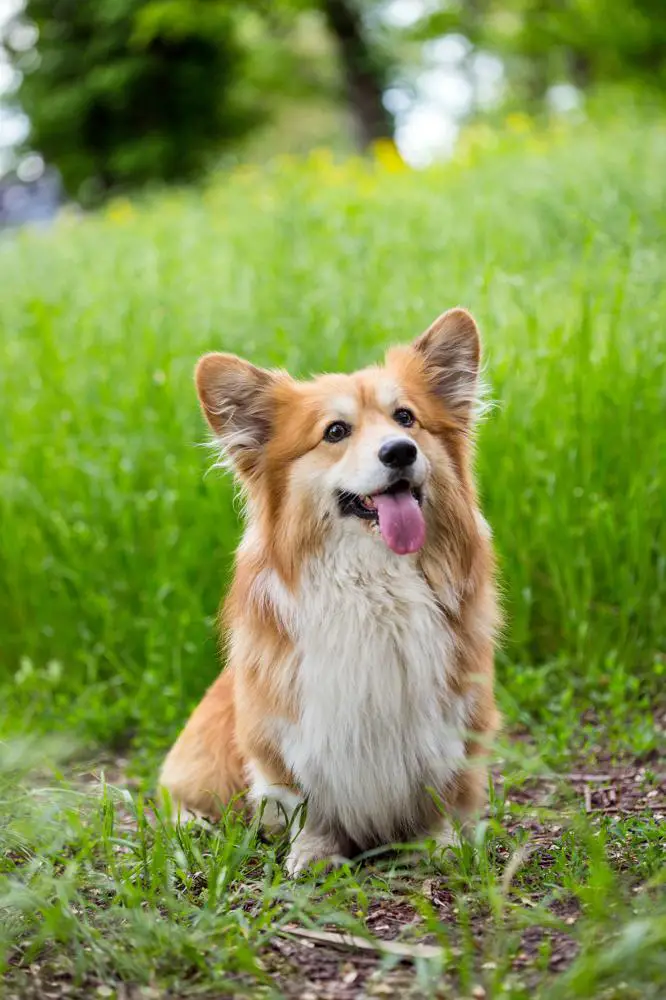 how-to-travel-with-pembroke-welsh-corgi-on-an-airplane-travel-crate