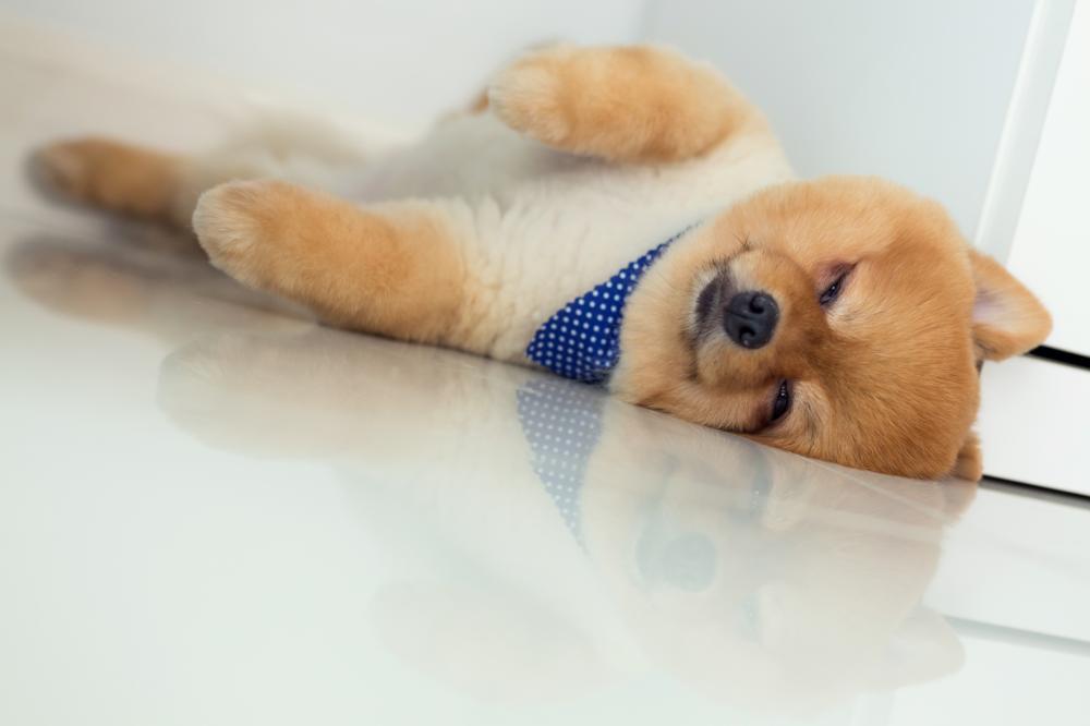 How to Travel with Pomeranian on an Airplane (Travel Crate Size Calculator)