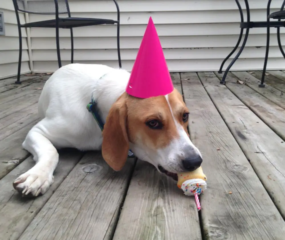 Treeing Walker Coonhound