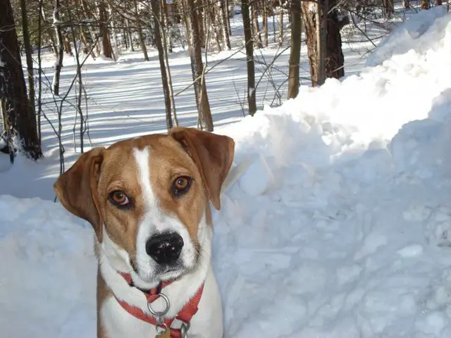 Treeing Walker Coonhound