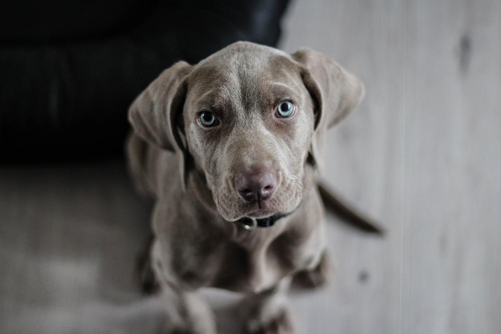 How Long Weimaraners Live How To Make Weimaraners Live Long