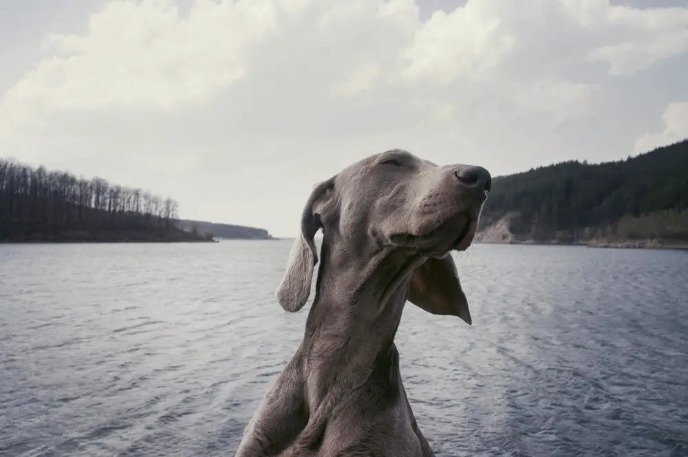 Weimaraner Facts You Should Know With Pictures