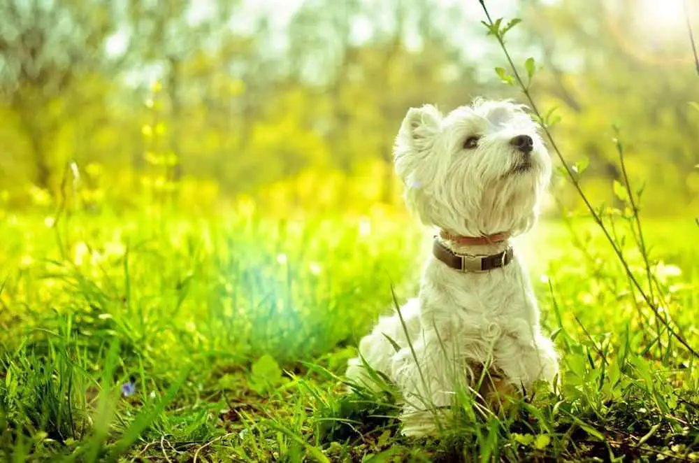 West Highland White Terrier