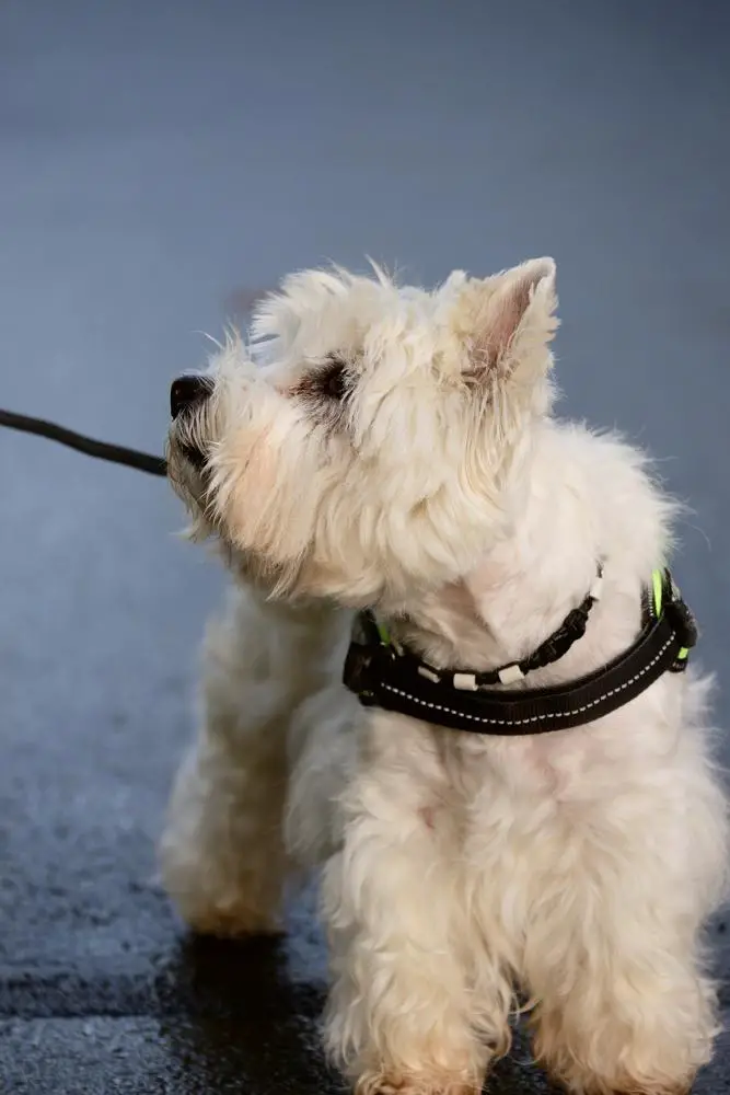 West Highland White Terrier