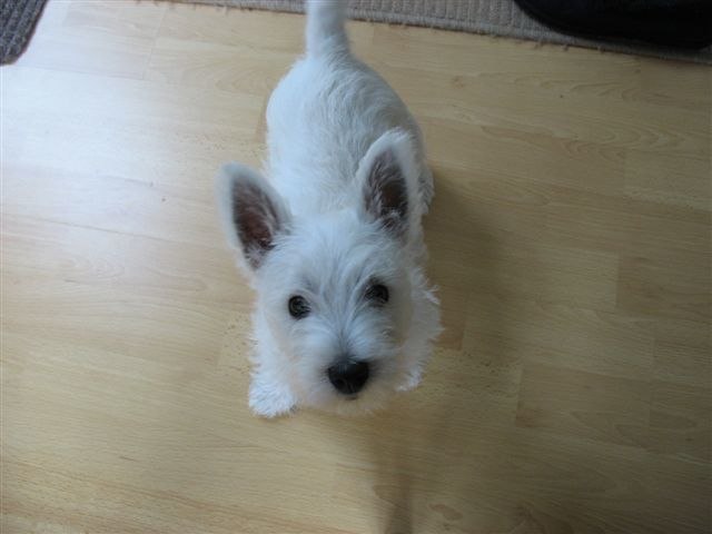 West Highland White Terrier