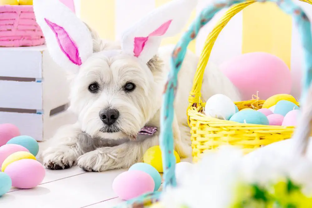 West Highland White Terrier