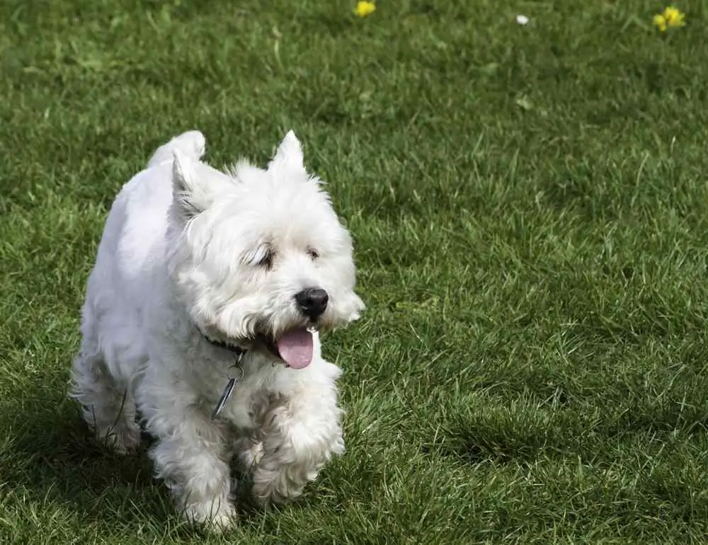 West Highland White Terrier