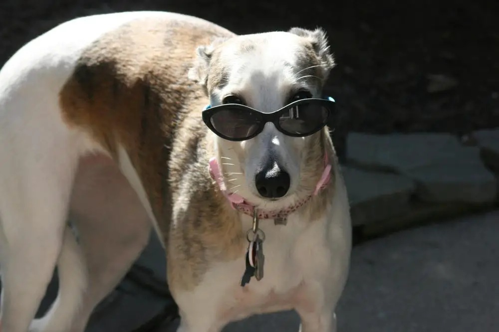 Whippet